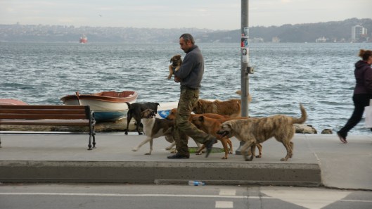 Bosphorus Dog Man