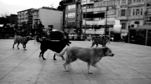 Dogs of Istanbul