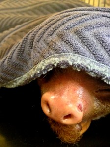 This is one of their sloths who needs a bit of medical attention. He likes staying cozy under the blanket.
