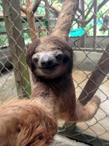 Uncle Sloth wants YOU to help prevent endangerment. 