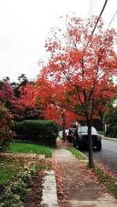 This is just a tree on my street from back in October or early November. Iddinit purty?